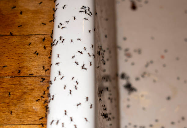Best Best Pest Control Companies  in Scotia, NY